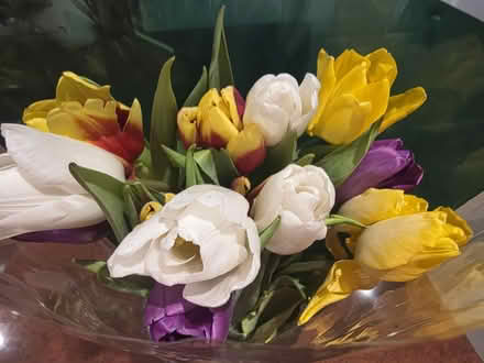 Photo of free Bunch of Tulips (Bovingdon) #2