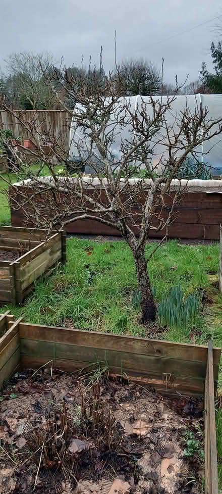 Photo of free pear tree (Builth Wells) #3