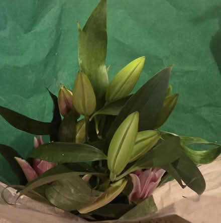 Photo of free Bunch Lillies (Bovingdon) #2