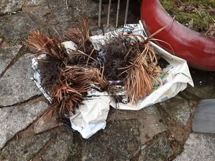 Photo of free Siberian iris (Warton LA5) #1