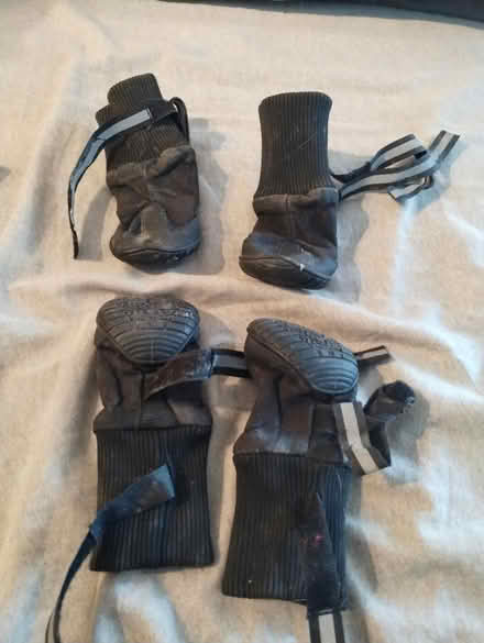 Photo of free M size dog winter boot (Etobicoke) #1
