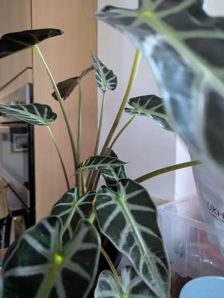 Photo of free Houseplant (BD16 cottingley) #1