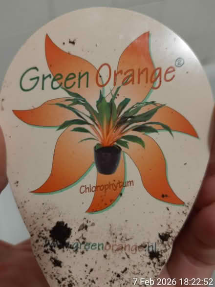 Photo of free To be rescued and NO POT included (Edgwarebury Lane) #3