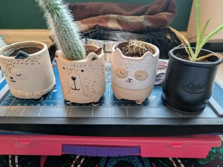 Photo of free Plants in cute teeny pots (Heeley S2) #1