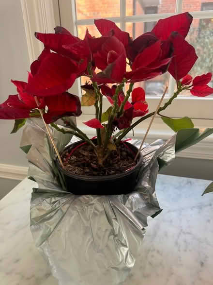 Photo of free Poinsettia (Chevy Chase, DC) #1