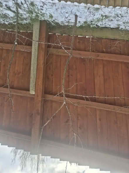 Photo of free 4 fruit trees 🌳 (Great Billing) #4