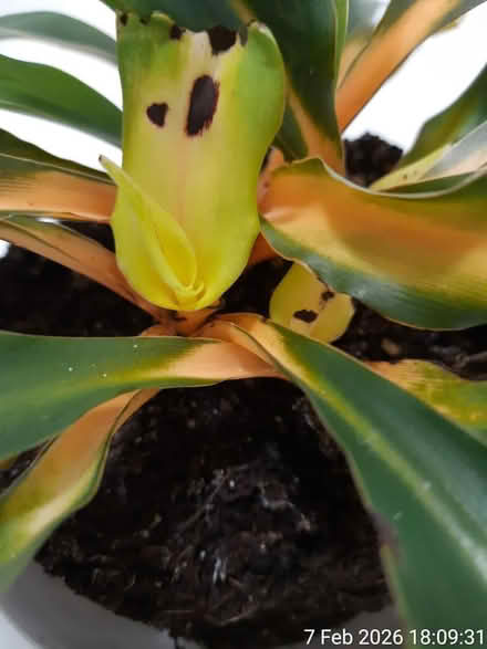 Photo of free To be rescued and NO POT included (Edgwarebury Lane) #2