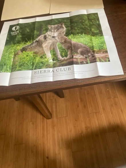Photo of free Poster Wolf & Cub (NW Santa Rosa nr. Finley Ctr.) #1
