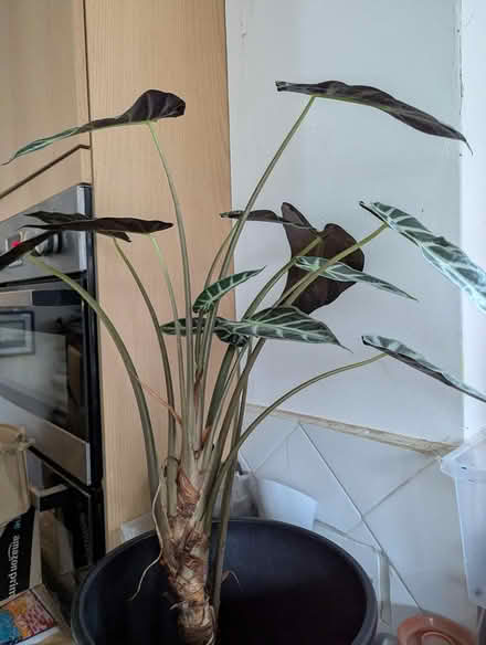 Photo of free Houseplant (BD16 cottingley) #2