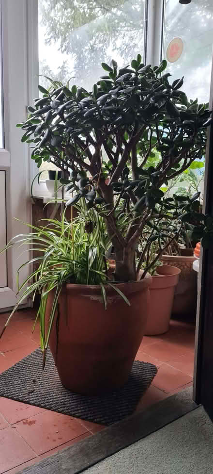 Photo of free House plants (Porthmadog LL49) #1