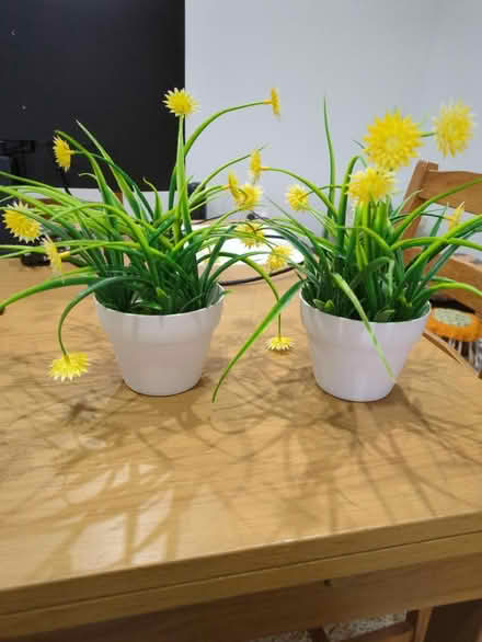 Photo of free Plastic flower display (Tooting) #1