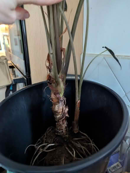 Photo of free Houseplant (BD16 cottingley) #3