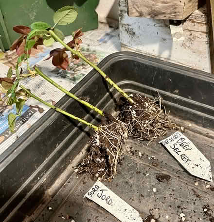 Photo of free Plant hormone rooting powder (Hatfield AL10) #2