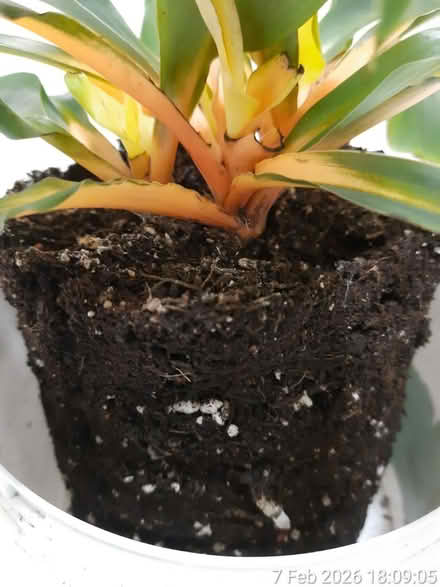 Photo of free To be rescued and NO POT included (Edgwarebury Lane) #4