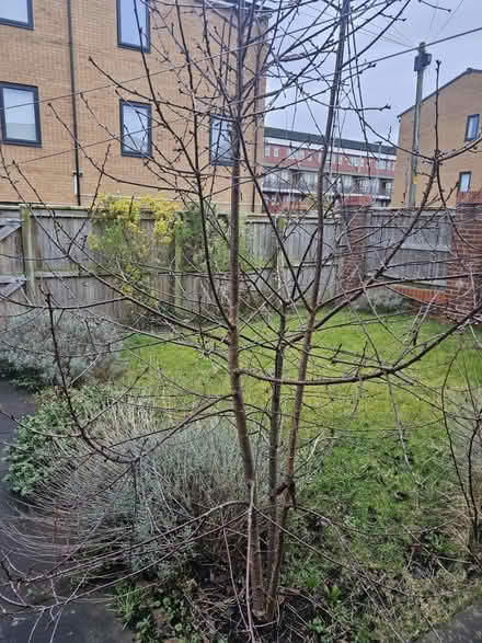 Photo of free Various trees (Brunswick M13) #1