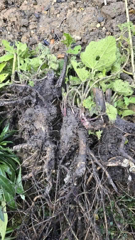 Photo of free Garden plants (CT5) #2