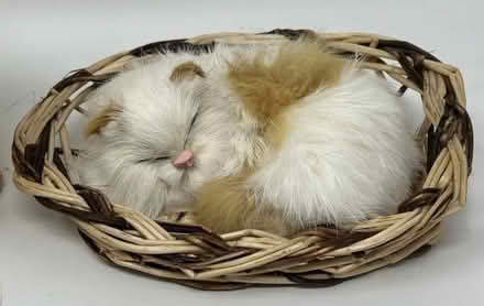 Photo of Small decorative kitten (AL4, St albans) #2