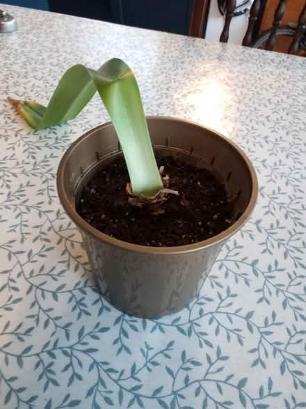 Photo of free Red Amaryllis bulb (not in bloom) (Catford) #2