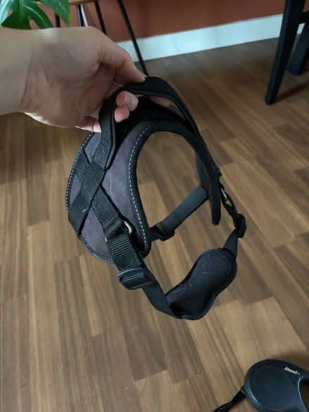 Photo of free Flexi leash + harness (Birley moor S12) #2