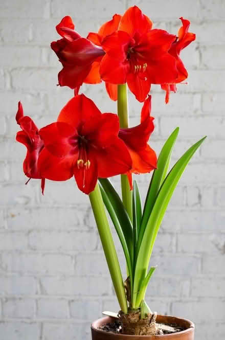 Photo of free Red Amaryllis bulb (not in bloom) (Catford) #1