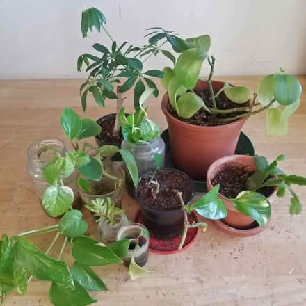 Photo of free Batch Of Plants (Yonge Eglinton) #3