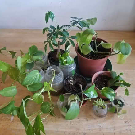Photo of free Batch Of Plants (Yonge Eglinton) #2