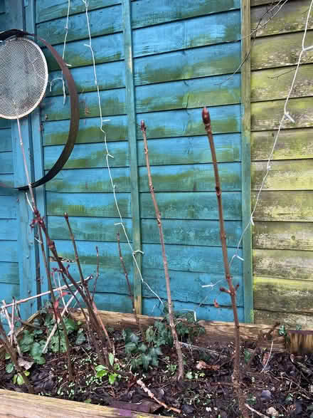 Photo of free 3 year old horse chestnut (conker) trees (Lexden CO3) #1