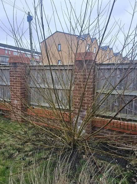 Photo of free Various trees (Brunswick M13) #4