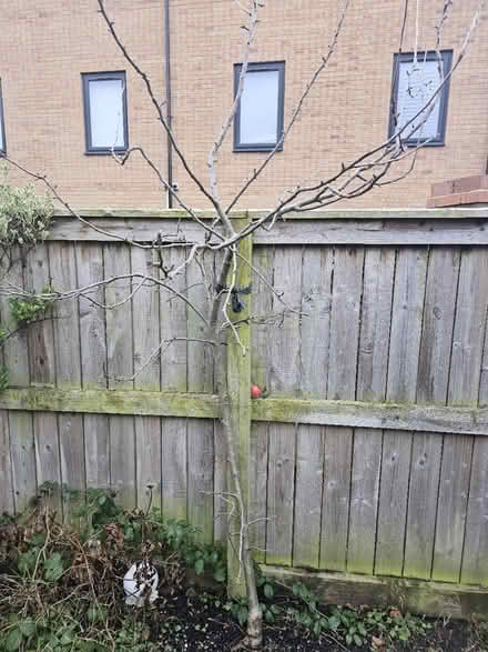 Photo of free Various trees (Brunswick M13) #3