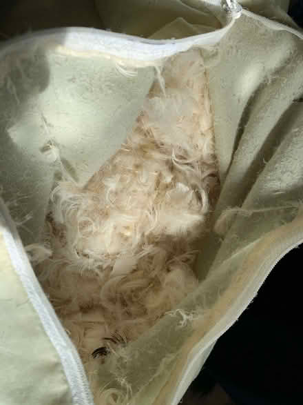 Photo of free Feather and Down Pillow (South Brampton) #1