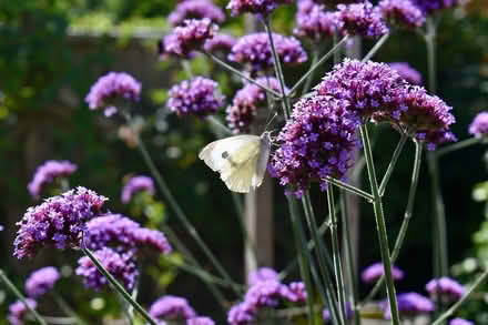 Photo of free Verbena bonariensis plants (Hatfield AL10) #1
