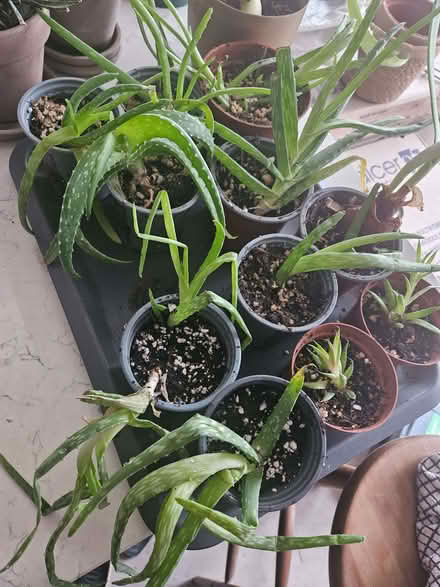 Photo of free Aloe Vera plants (Southsea PO5) #1