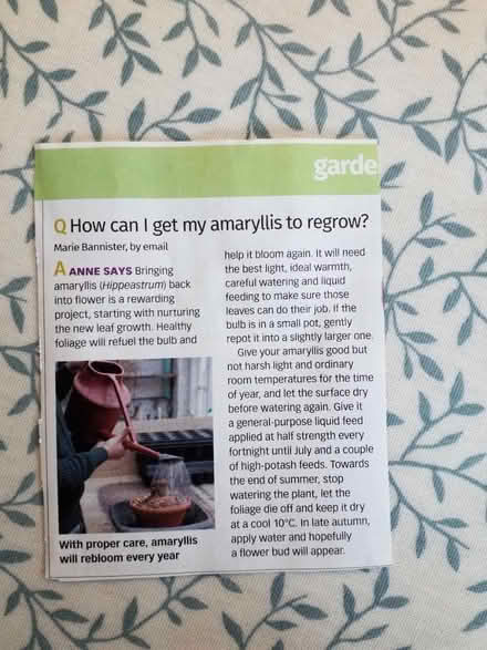 Photo of free Red Amaryllis bulb (not in bloom) (Catford) #3