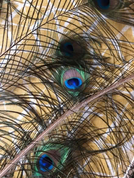 Photo of free Peacock feathers (Fairfield LA1) #1