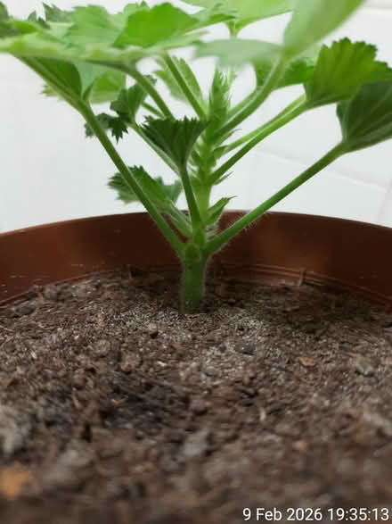 Photo of free Pelargonium grandiflorum (Pink🌺) (Edgwarebury Lane) #2