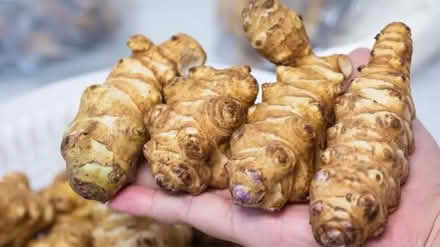 Photo of free Jerusalem Artichokes (Cosham PO6) #1