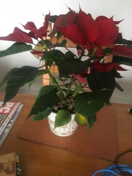 Photo of free Healthy Poinsettia (Hove New Church Road) #1