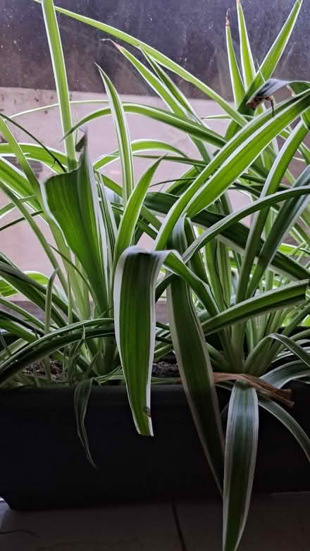 Photo of free Spider plant offshoots (Dublin) #2