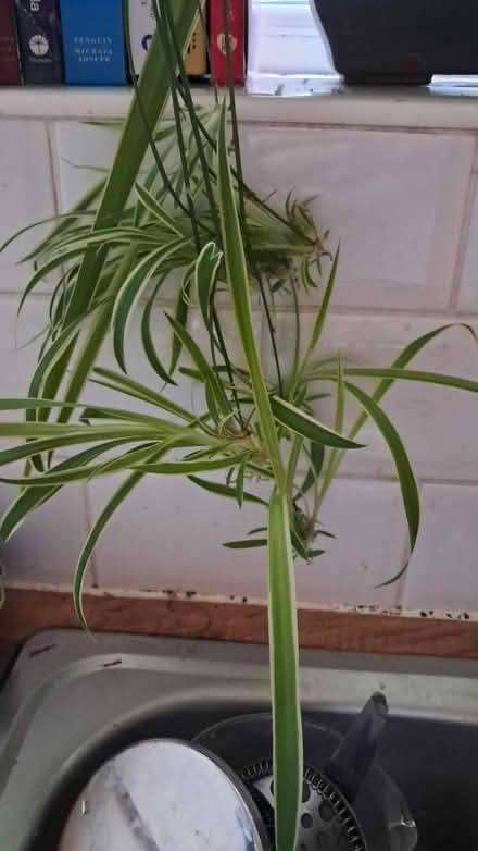 Photo of free Spider plant offshoots (Dublin) #1