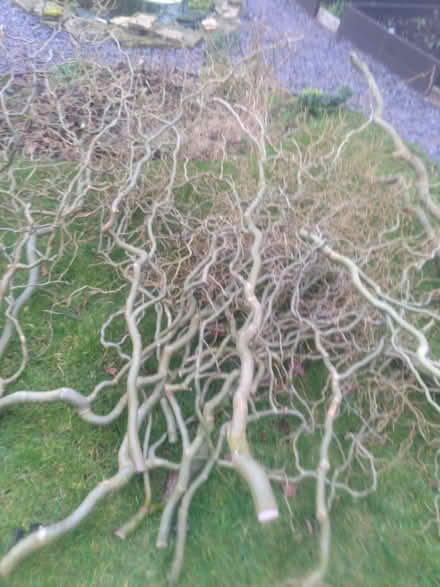 Photo of free curly willow branches/cuttings (Hazel Grove SK7) #2