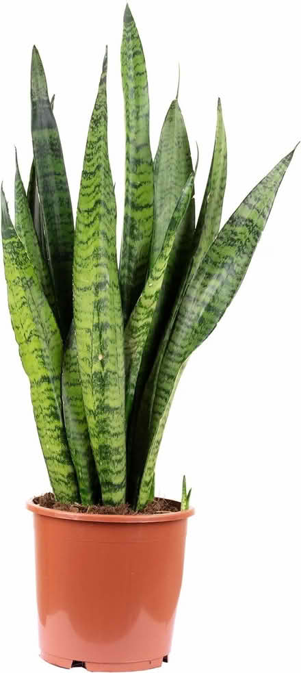 Photo of Snake Large Plant (E10 Leyton) #1