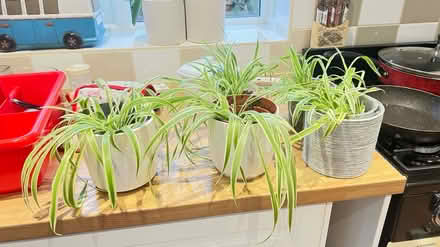 Photo of free Spire plants 3 pots left (WD6) #1