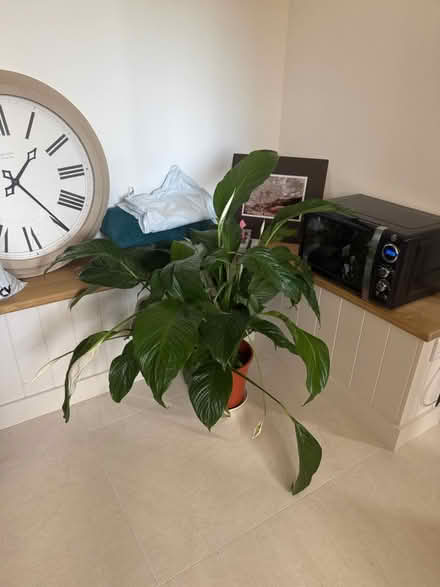 Photo of free Large peace lily plant (PO20) #1