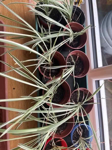 Photo of free Spider plant cuttings (Parkwood Rainham ME8) #1