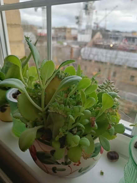 Photo of free Mother of thousands (Littlemore OX4) #2