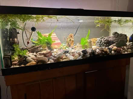 Photo of Aquariums and or accessories (Trumbull) #1