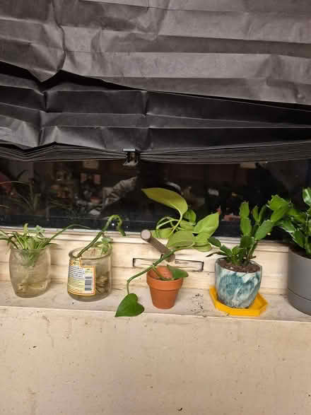 Photo of free plants (Near Dupage County Seat) #1