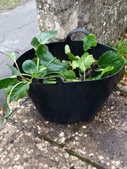 Photo of free Bergenia Plants (Chippenham SN15) #1