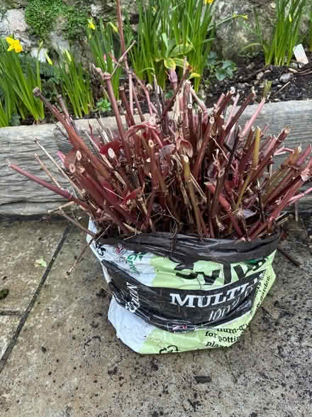 Photo of free Persicaria ‘red dragon’ plant (Hayle TR27) #1