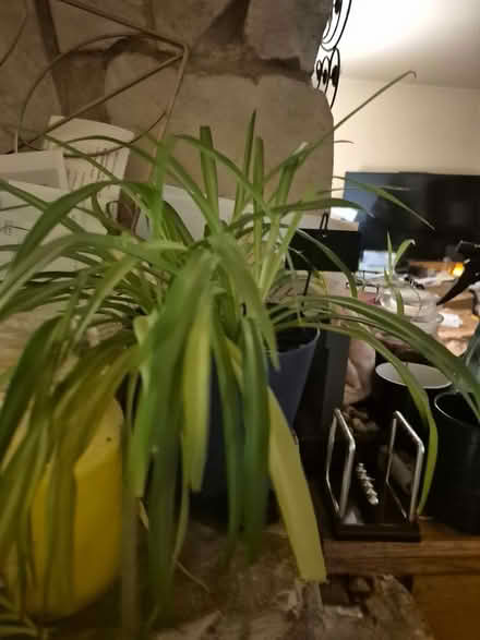 Photo of free plants (Near Dupage County Seat) #4